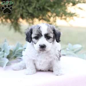 Jenny, Bich-Poo Puppy